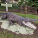 Bahama Bay Resort alligator