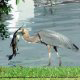 Blue Heron Bird With Fish at Blue Heron Resort in Orlando, Florida. Relax and have fun during your Valentines Day Romantic Getaway.