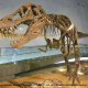 Explore the 14 foot long skeleton of T-Rex at the Dinosaur Museum in Branson, Missouri.