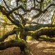 Angel Oak tree near Charleston