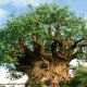 Majestic old tree greets vacation guests at Disney\'s Animal Kingdom in Orlando, Florida.