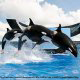 Killer Whales Performance View at Hilton Garden Inn Orlando at SeaWorld in Orlando, Florida. Spend a good time with friends and family while on Labor Day Weekend Getaway.