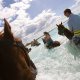 Island Palm Resort horseback riding