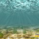 Underwater view of Ripley\'s Aquarium in Myrtle Beach South Carolina.