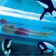 Aquatica water slide through the pool with the killer whales makes for a great vacation to Seaworld in Orlando, Florida.