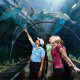 Shark Encounter sea tunnel makes any vacation special at Seaworld in Orlando, Florida.